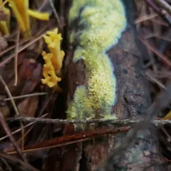 Yellow Toothcrust thumbnail 1