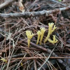 meadow coral fungus thumbnail 1