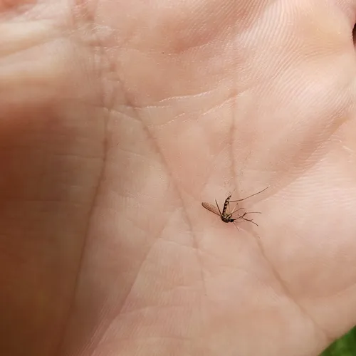Plains Floodwater Mosquito
