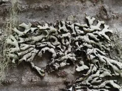 Wrinkled Tube Lichen thumbnail 3
