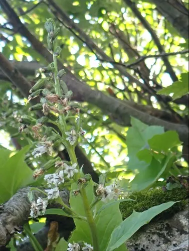 arrowleaf rattlesnake root