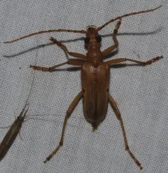 Centrodera dayi thumbnail 2