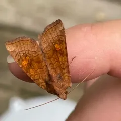 American Ear Moth thumbnail 3