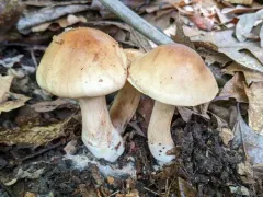 Tricholoma brunneoluteum thumbnail 3