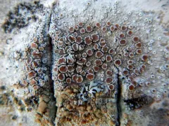 Brown-eyed Rim Lichen thumbnail 4
