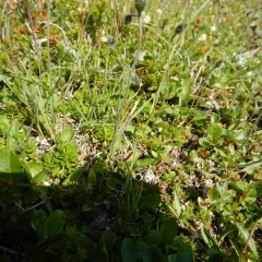 Slender Hawkweed thumbnail 3