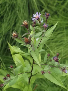 Great Northern Aster thumbnail 5