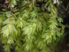 Opal Nodding Moss thumbnail 4