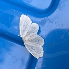 Northern Eudeilinia Moth thumbnail 4