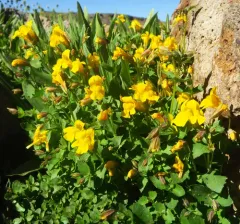 Tiling's Monkeyflower thumbnail 4