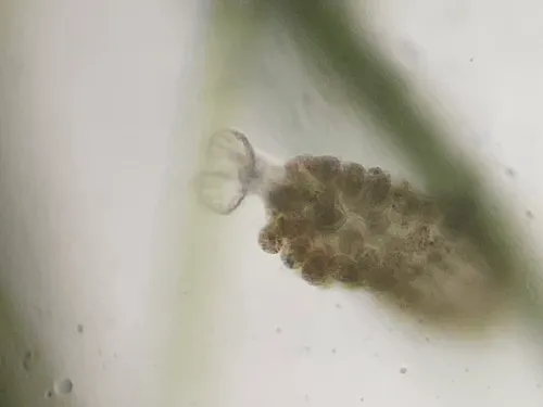 Ptygura pilula