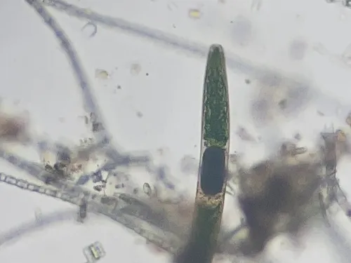 Micromyces mirabilis