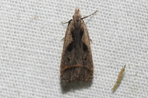 Dichomeris vindex