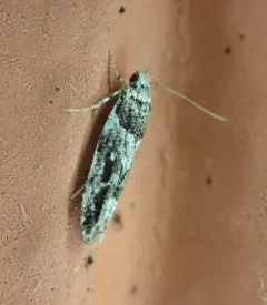 Lesser Bud Moth thumbnail 3