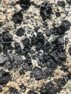 Lesser Salted Rocktripe Lichen thumbnail 4