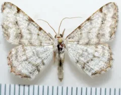 Digrammia denticulata thumbnail 4