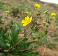Steens Mountain Cinquefoil thumbnail 3