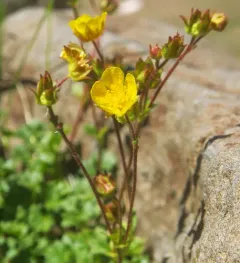 Sparseleaf Cinquefoil thumbnail 3