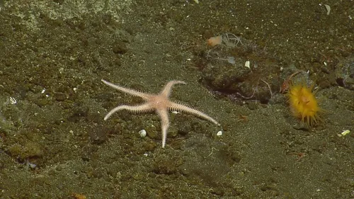 Nearchaster aciculosus