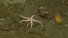 Nearchaster aciculosus thumbnail 1