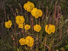 Iceland Poppy thumbnail 4