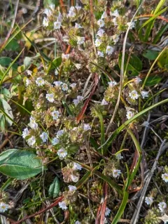 Upland Eyebright thumbnail 3