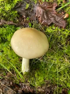 Entoloma whiteae thumbnail 1