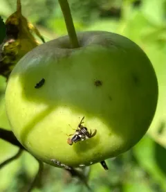 Apple Maggot thumbnail 4