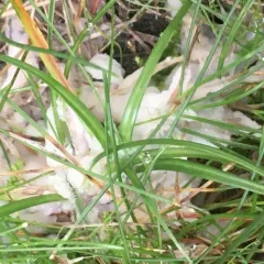Helvellosebacina concrescens thumbnail 3