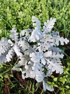 Dusty miller thumbnail 3