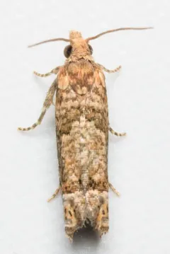 Abrupt Epiblema Moth thumbnail 3