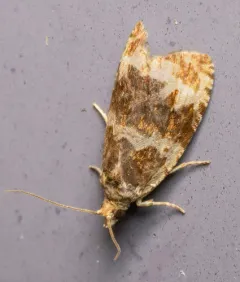Dusky Leafroller Moth thumbnail 2