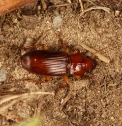 Medora Harp Ground Beetle thumbnail 4