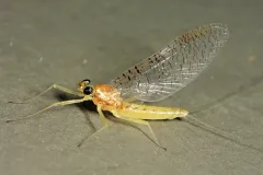Leucrocuta juno thumbnail 1