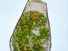 Hyalosphenia papilio thumbnail 1