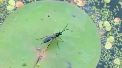 Apsilops hirtifrons thumbnail 3