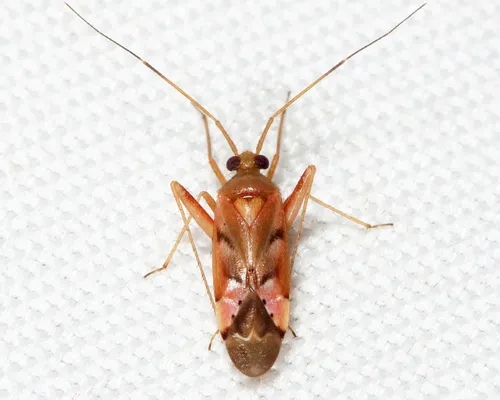 Eastern Redcedar Phytocoris