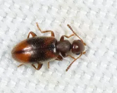 Sapintus lemniscatus thumbnail 2