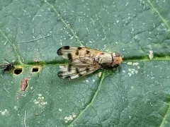 Melieria ochricornis thumbnail 3