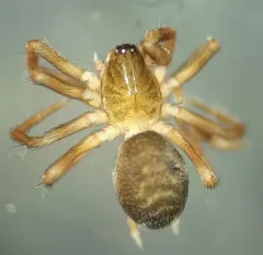 Ash Hahniid Spider thumbnail 1