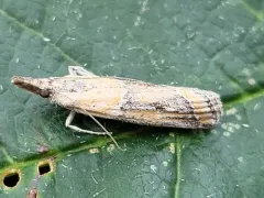Lipographis fenestrella thumbnail 1