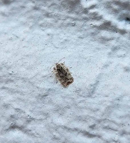 Chrysanthemum Lace Bug