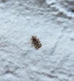 Chrysanthemum Lace Bug thumbnail 1