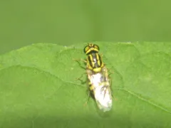 Oxycera variegata thumbnail 3