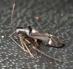 Eastern Regal Oak Mirid thumbnail 3