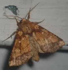 Harris’ Stalk Borer Moth thumbnail 2