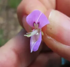 Round-leaved Trailing Tick-trefoil thumbnail 3