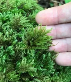 Alleghany Thamnobryum Moss thumbnail 3