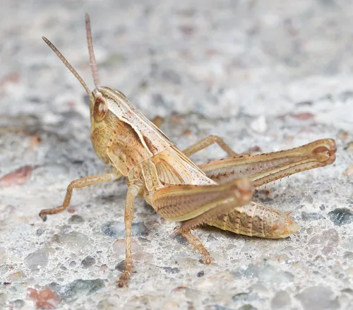 Common Field Grasshopper