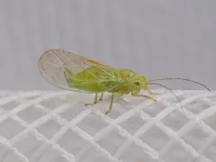 Psylla viridescens thumbnail 3